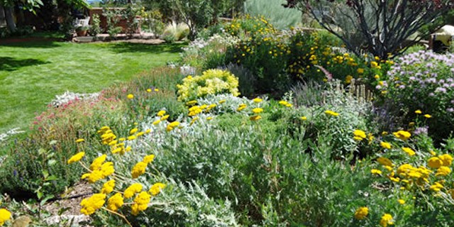 Wild Flowers and Grass